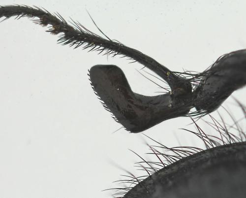 Réf. 238 967 : Enicopus armatus